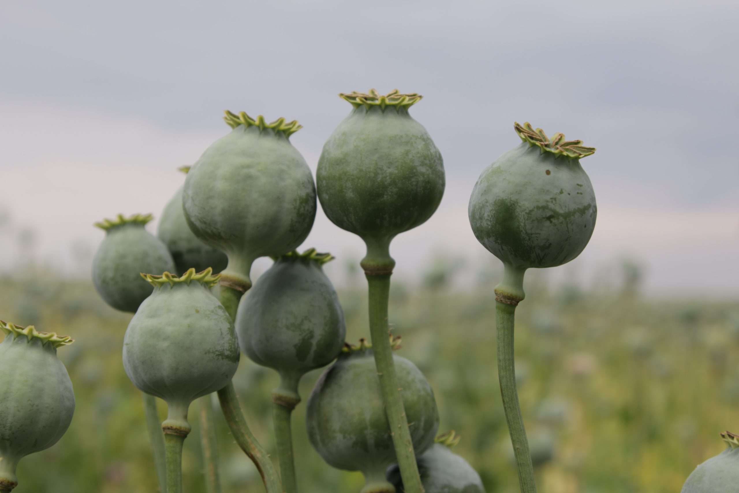 poppy plant opioid addiction