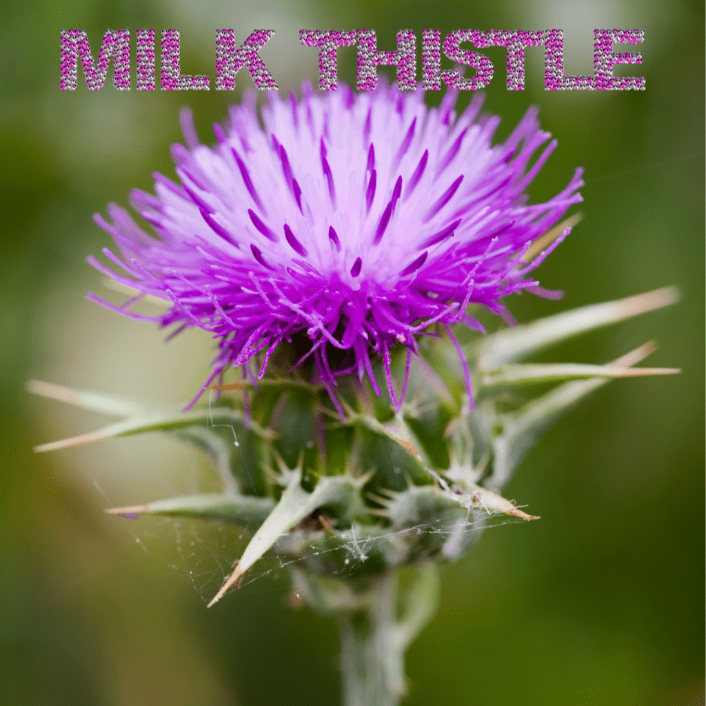 Milk Thistle