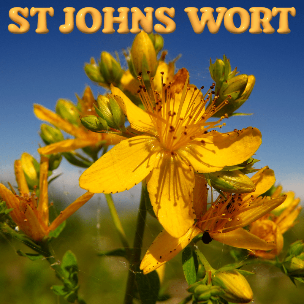 St Johns Wort