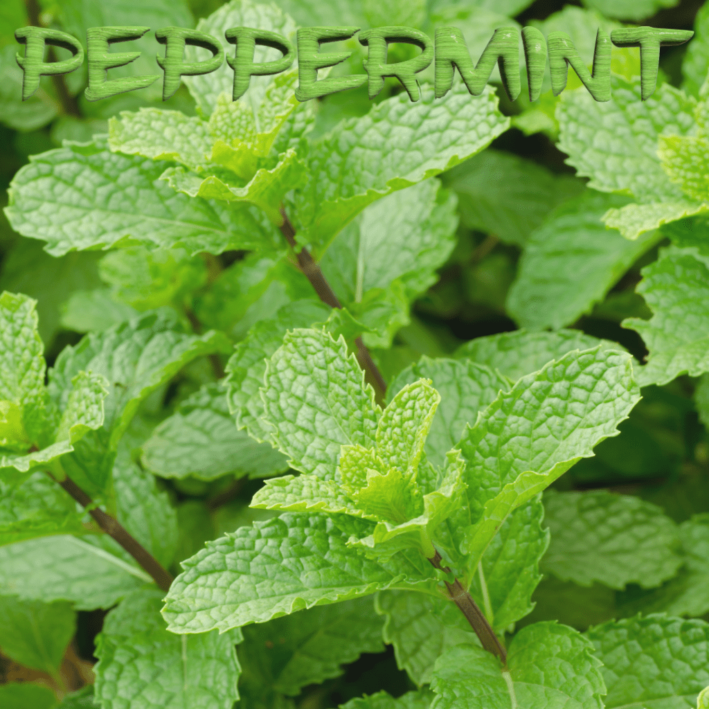 Peppermint