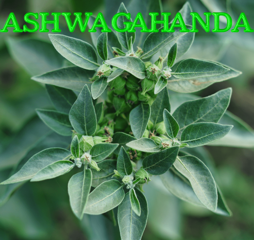 Ashwagandha