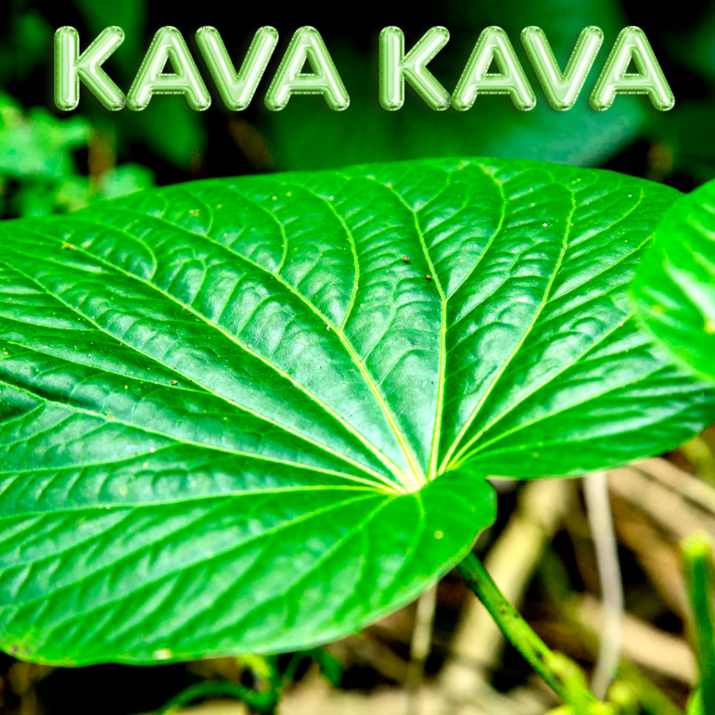 Kava Kava Herb