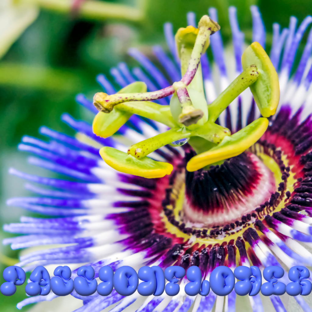 Passionflower