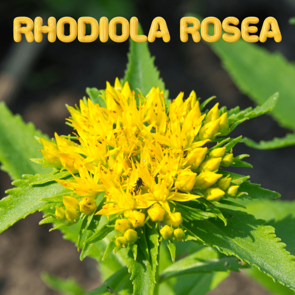 Rhodiola Rosea